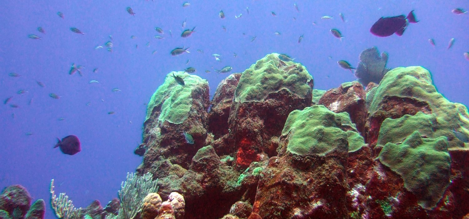 Rinsing protocol for dive gear used at dive sites with diseased corals