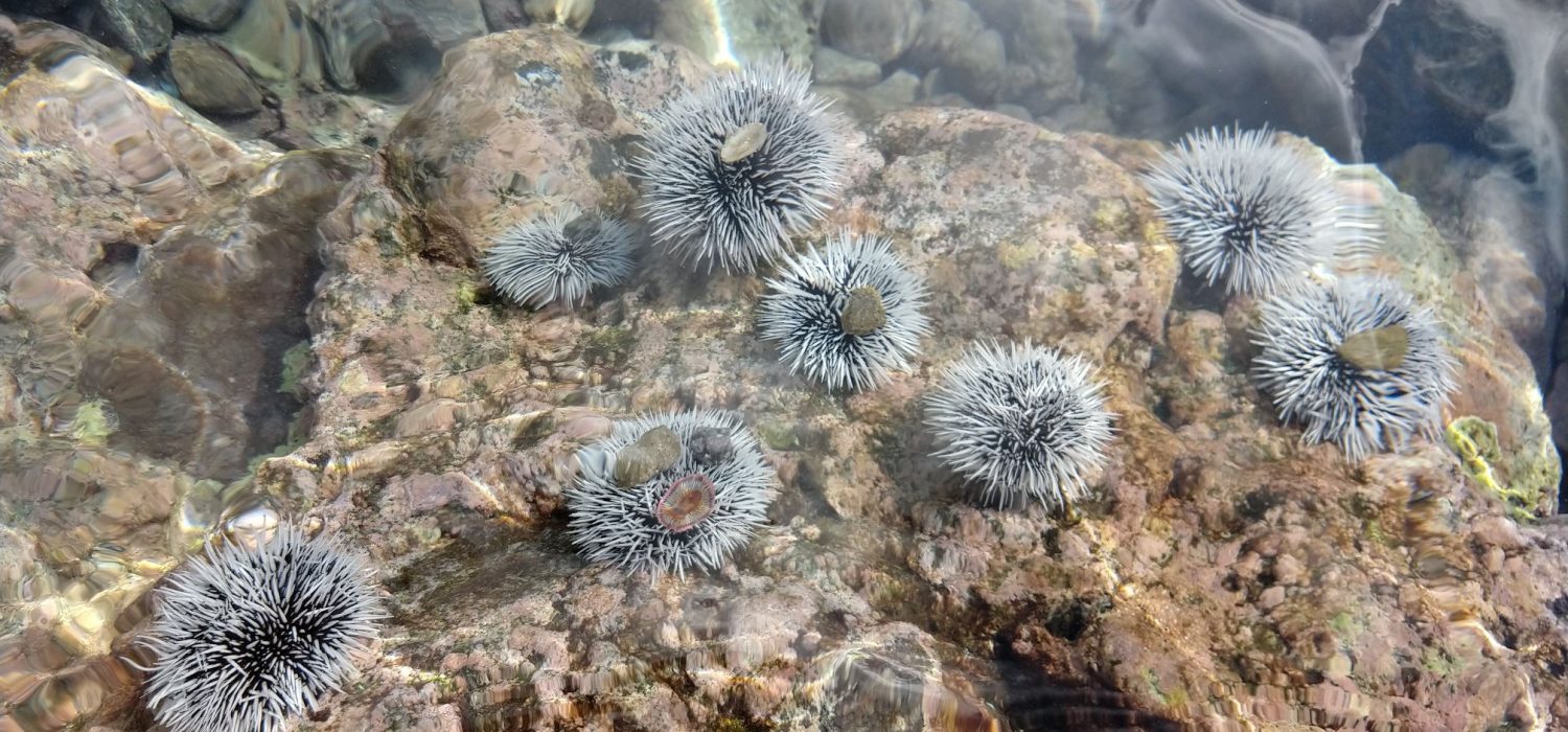 A pilot project to restore Statia's sea urchins