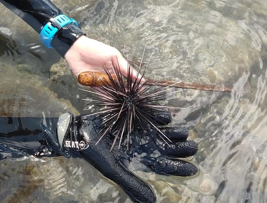 New Diadema project aims to restore sea urchins in Saban and Statian waters