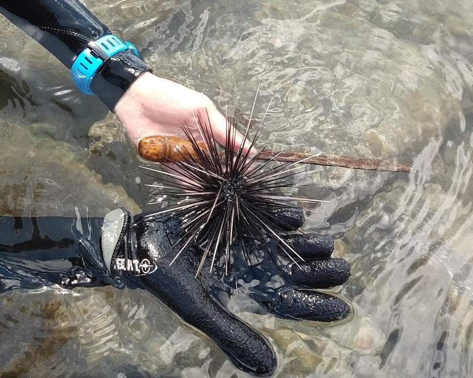 New Diadema project aims to restore sea urchins in Saban and Statian waters