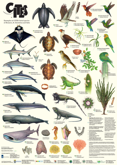 Information material on protected species (CITES) developed for the  Caribbean Netherlands – St. Eustatius National Parks