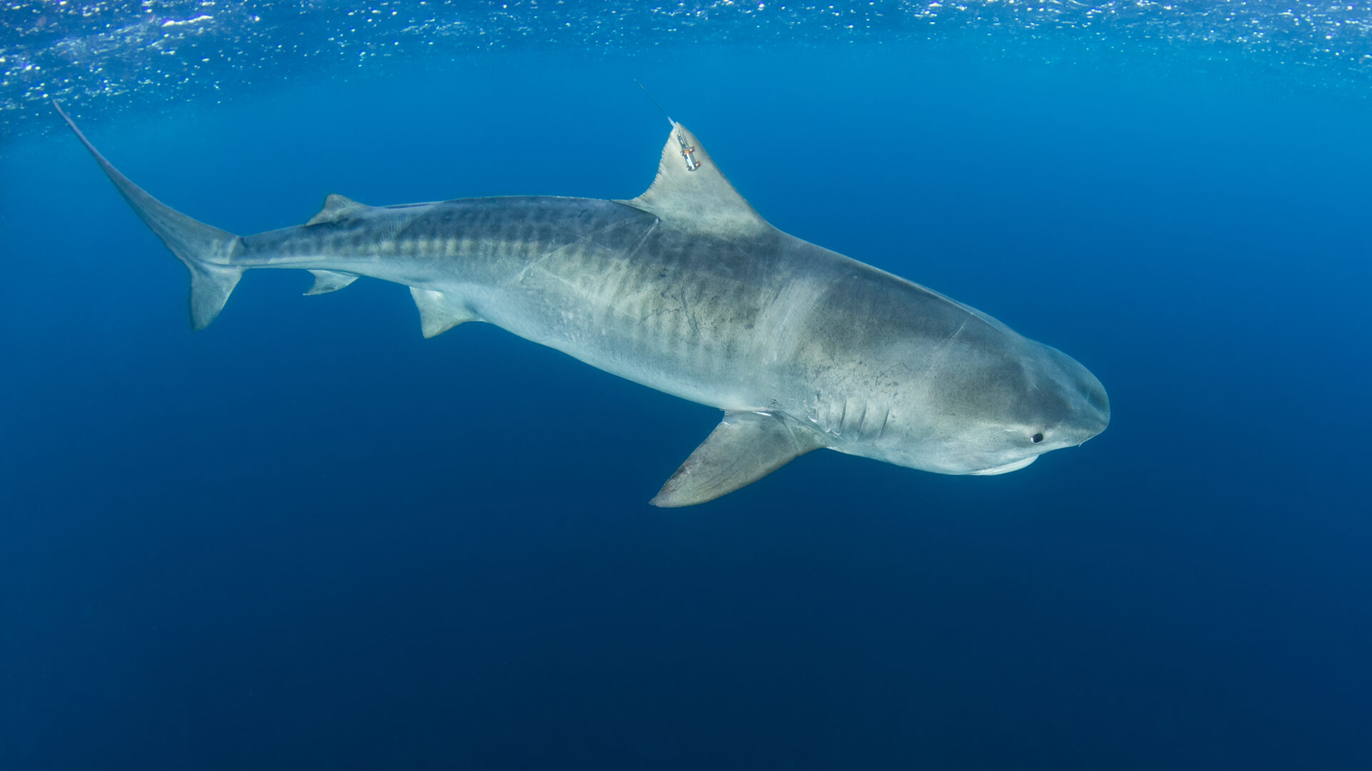 Unraveling the Mysteries of the Saba Bank: DCNA Tiger Shark Expedition 2021
