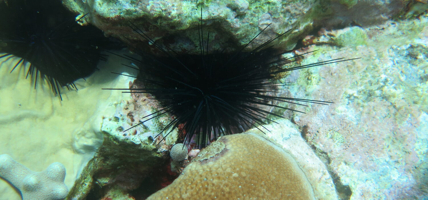 Diadema - long-spined sea urchin